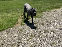 Rambo, a male Cane Corso for sale in Belle, MO – 4 of 4