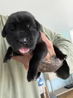 RR-2, a female Cane Corso for sale in Belle, MO – 6 of 10