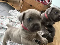 RASPBERRY , a female Cane Corso for sale in Belle, MO – 3 of 6