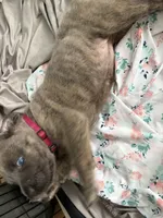 RASPBERRY , a female Cane Corso for sale in Belle, MO – 2 of 6