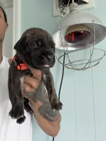 RR-3, a male Cane Corso for sale in Belle, MO – 5 of 6