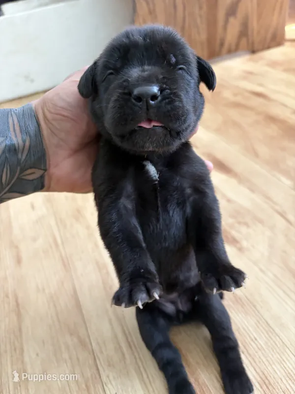 RR-2 – Cane Corso puppy for sale in Belle, MO