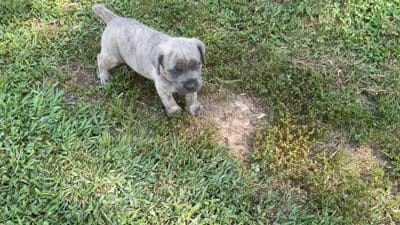 RASPBERRY , a female Cane Corso for sale in Belle, MO – 6 of 6