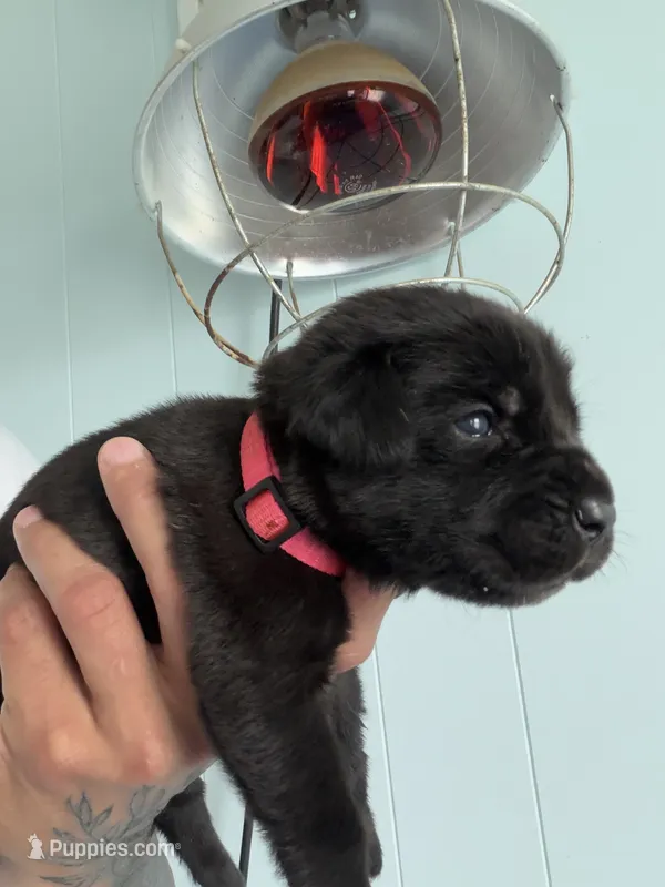 RR-2 – Cane Corso puppy for sale in Belle, MO