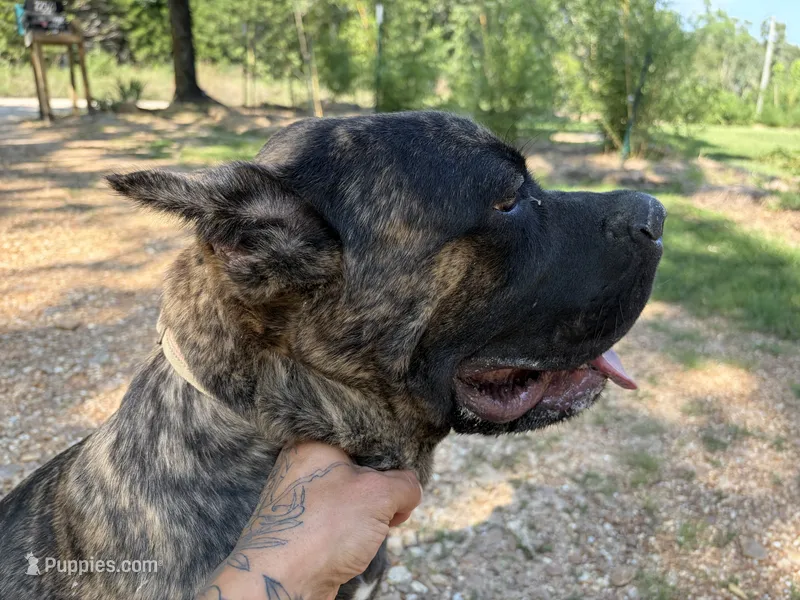 RAMPAGE – Cane Corso puppy for sale in Belle, MO