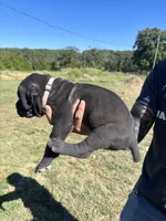 RR-1, a male Cane Corso for sale in Belle, MO – 8 of 10