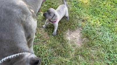 RASPBERRY , a female Cane Corso for sale in Belle, MO – 5 of 6