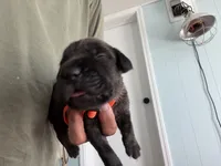 RR-3, a male Cane Corso for sale in Belle, MO – 4 of 6