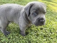 R-1, a male Cane Corso for sale in Belle, MO – 2 of 3