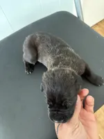 RR-4, a female Cane Corso for sale in Belle, MO – 3 of 7