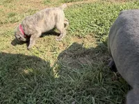 RASPBERRY , a female Cane Corso for sale in Belle, MO – 4 of 6