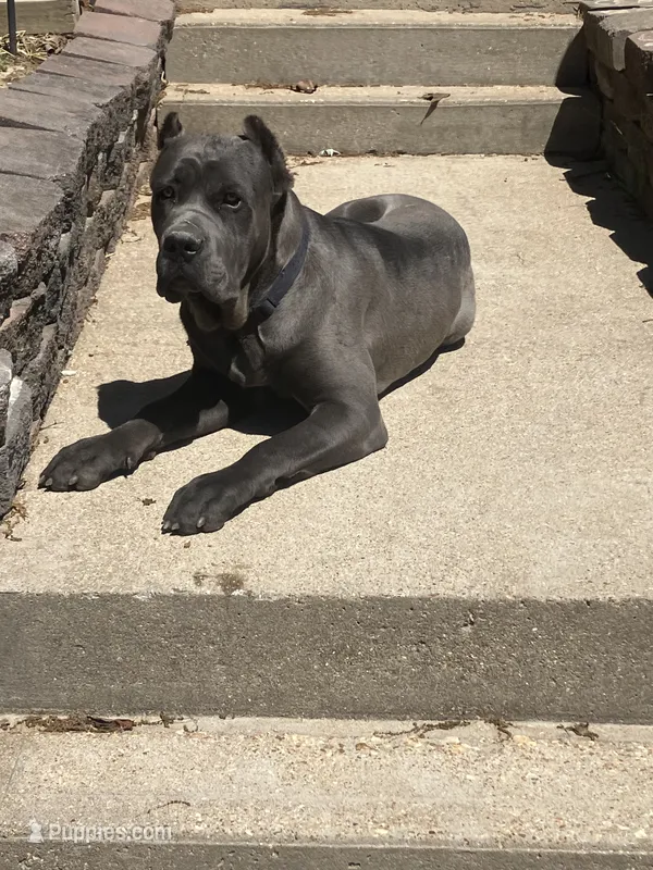 Rambo – Cane Corso puppy for sale in Belle, MO
