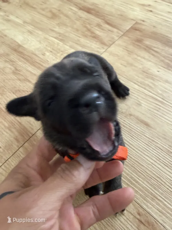 RR-3 – Cane Corso puppy for sale in Belle, MO