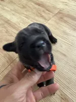 RR-3, a male Cane Corso for sale in Belle, MO – 2 of 6