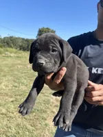 RR-1, a male Cane Corso for sale in Belle, MO – 1 of 10
