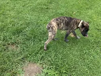 RAMPAGE, a male Cane Corso for sale in Belle, MO – 3 of 3