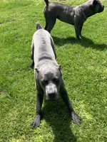 Rambo, a male Cane Corso for sale in Belle, MO – 2 of 4