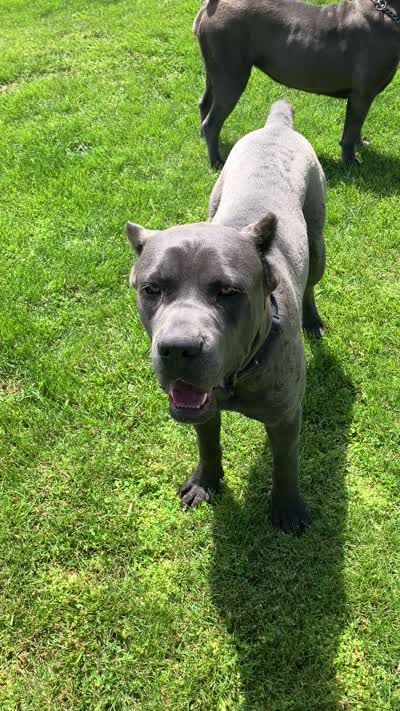 Rambo, a male Cane Corso for sale in Belle, MO – 3 of 4