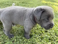 R-1, a male Cane Corso for sale in Belle, MO – 3 of 3