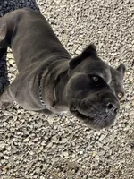 RENEE, a female Cane Corso for sale in Belle, MO – 4 of 5