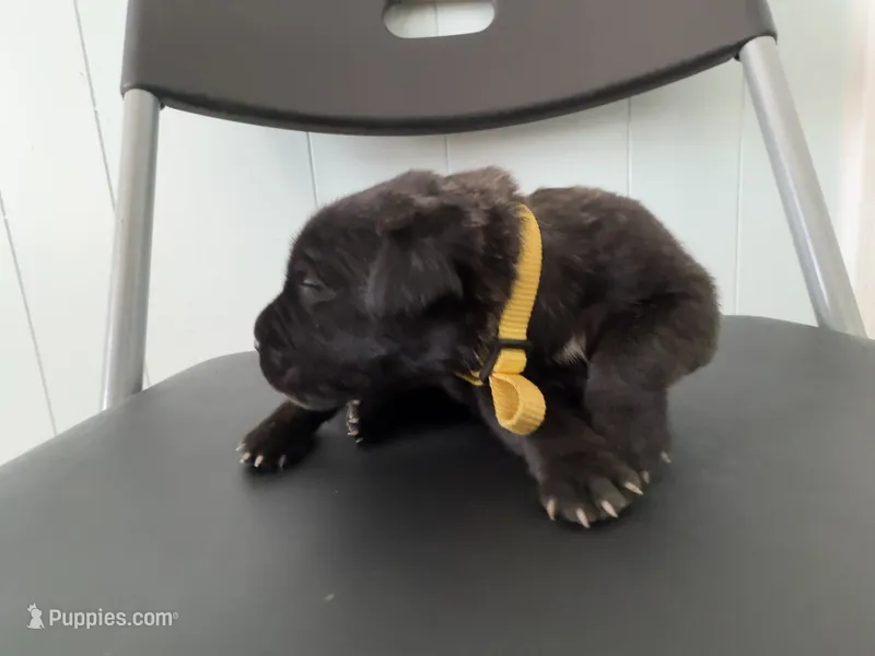 RR-4 – Cane Corso puppy for sale in Belle, MO