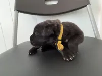 RR-4, a female Cane Corso for sale in Belle, MO – 2 of 7