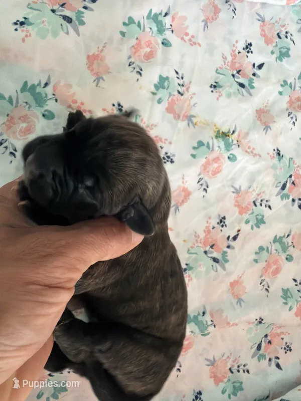 RR-4 – Cane Corso puppy for sale in Belle, MO