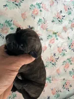 RR-4, a female Cane Corso for sale in Belle, MO – 1 of 3