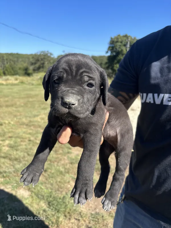 RR-5 – Cane Corso puppy for sale in Belle, MO