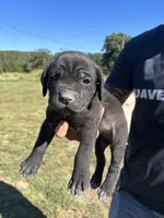 RR-5, a female Cane Corso for sale in Belle, MO – 1 of 9