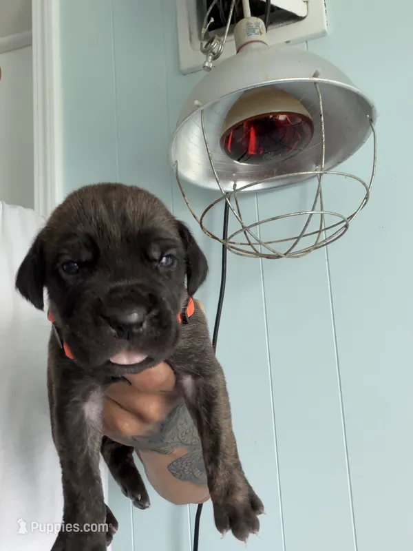 RR-3 – Cane Corso puppy for sale in Belle, MO