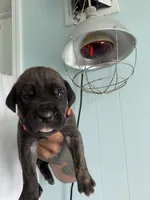 RR-3, a male Cane Corso for sale in Belle, MO – 1 of 6