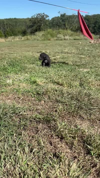 RR-5, a female Cane Corso for sale in Belle, MO – 9 of 9