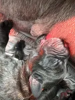 RR-5, a female Cane Corso for sale in Belle, MO – 2 of 2