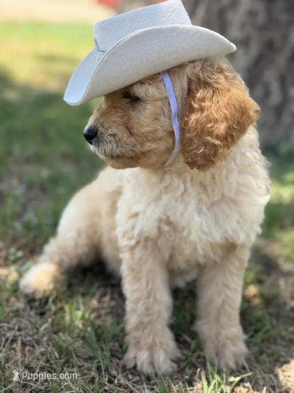 Kacey – Goldendoodle puppy for sale in Lubbock, TX