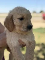 Kacey, a male Goldendoodle for sale in Lubbock, TX – 2 of 3