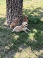 Kacey, a male Goldendoodle for sale in Lubbock, TX – 3 of 3