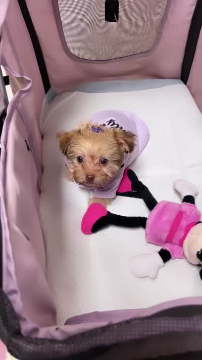 Celine, a female Yorkipoo for sale in Alpharetta, GA – 6 of 6