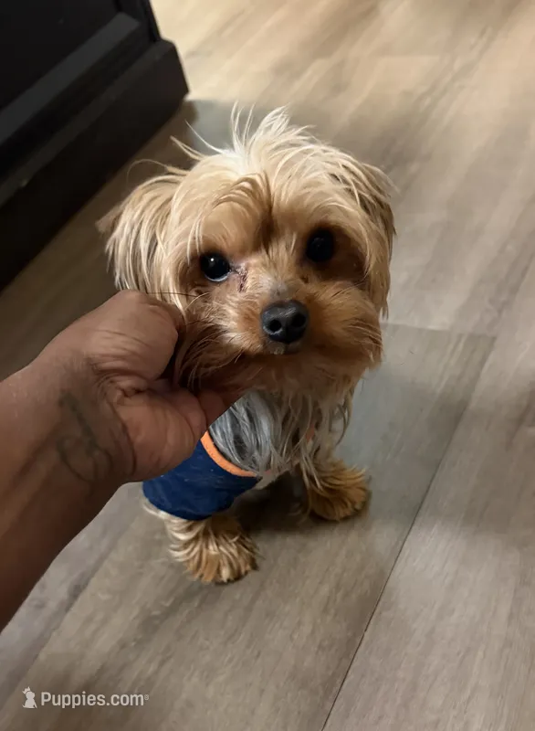 Gucci – Yorkshire Terrier puppy for sale in Alpharetta, GA