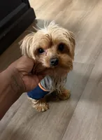 Gucci, a male Yorkshire Terrier for sale in Alpharetta, GA – 1 of 2