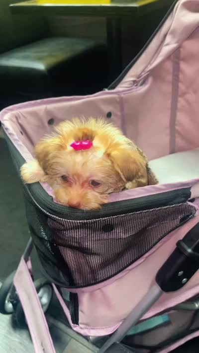 Celine, a female Yorkipoo for sale in Alpharetta, GA – 5 of 6