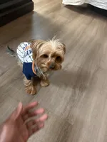 Gucci, a male Yorkshire Terrier for sale in Alpharetta, GA – 2 of 2