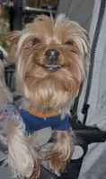 Fendi, a male Yorkshire Terrier for sale in Alpharetta, GA – 2 of 2