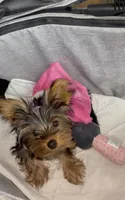 Chloe, a female Yorkshire Terrier for sale in Alpharetta, GA – 4 of 6