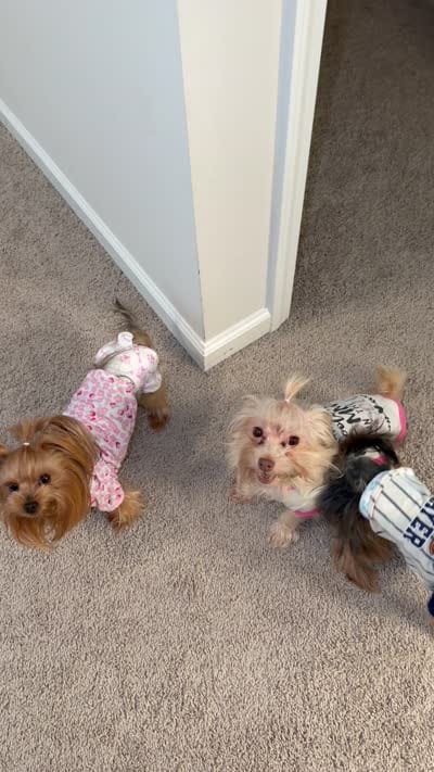 Chloe, a female Yorkshire Terrier for sale in Alpharetta, GA – 6 of 6