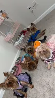 Celine, a female Yorkipoo for sale in Alpharetta, GA – 2 of 6