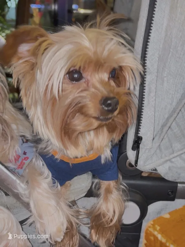 Fendi – Yorkshire Terrier puppy for sale in Alpharetta, GA