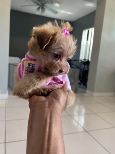 Celine, a female Yorkipoo for sale in Alpharetta, GA – 4 of 6