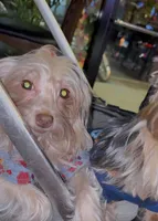 Celine, a female Yorkipoo for sale in Alpharetta, GA – 1 of 6