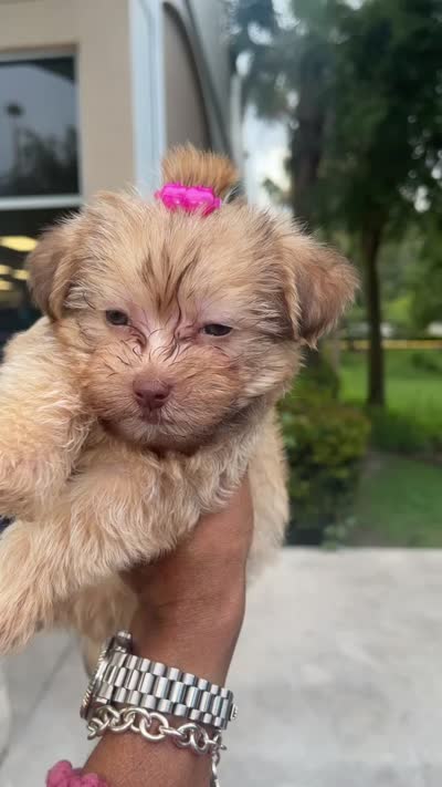 Celine, a female Yorkipoo for sale in Alpharetta, GA – 3 of 6